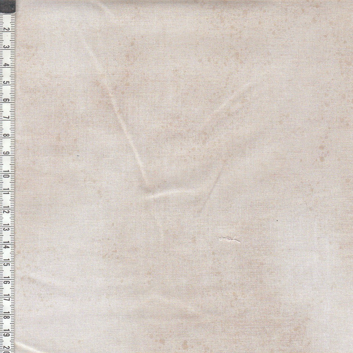 Gesso - Oyster