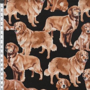 Dog Show - Golden retriever